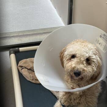 Bella Boo -  Golden Retriever and Poodle Dog for Adoption in Murray, Utah - Bella Boo | PetCurious