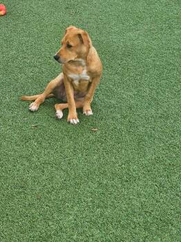 Labrador Retriever Dogs Available for Adoption in Winter Garden, Florida - Anna | PetCurious