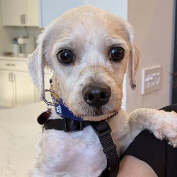 Howard -  Bedlington Terrier and Lhasa Apso Dog for Adoption in Boca Raton, Florida - Howard | PetCurious