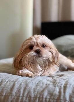 Lhasa Apso Dogs Available for Adoption in Milton, Florida - Ruby | PetCurious