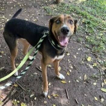 Copper -  Coonhound Dog for Adoption in Phoenixville, Pennsylvania - Copper | PetCurious
