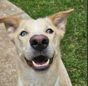 Australian Shepherd and Labrador Retriever Dogs Available for Adoption - Nikki | PetCurious
