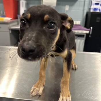 Mixed Breed Dogs Available for Adoption in Greensboro, North Carolina - Jewel | PetCurious