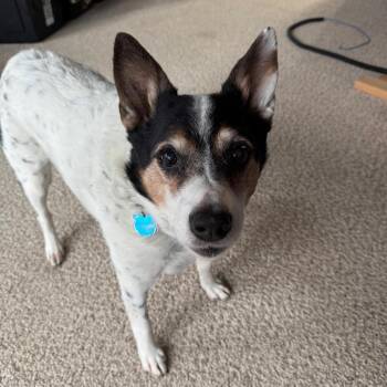 Cattle Dog Dogs Available for Adoption in Bellingham, Washington - Jasper | PetCurious