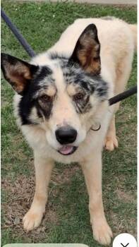 Australian Shepherd and Collie Dogs Available for Adoption in St. Augustine, Florida - Asher | PetCurious
