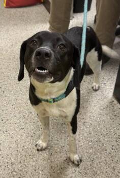Ringo -  Beagle Dog for Adoption in Saint Clairsville, Ohio - Ringo | PetCurious