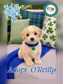 Poodle Dogs Available for Adoption - O