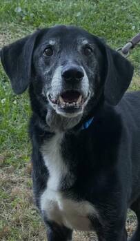 Black Labrador Retriever and German Shorthaired Pointer Dogs Available for Adoption - Gunner | PetCurious