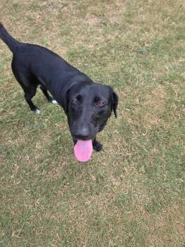 Denisovikes / Izzy -  Labrador Retriever Dog for Adoption in Broomfield, Colorado - Denisovikes / Izzy | PetCurious