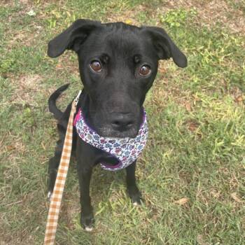 Midnight -  Black Labrador Retriever and Mixed Breed Dog for Adoption in Valdosta, Georgia - Midnight | PetCurious