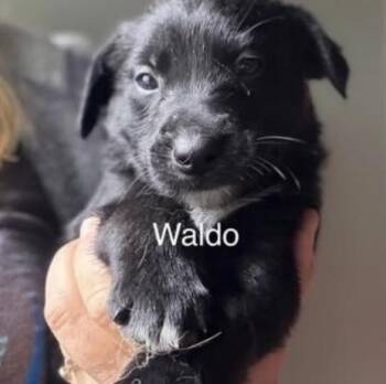 Waldo -  Golden Retriever Dog Available for Adoption in Larkfield-wikiup, California - Waldo | PetCurious