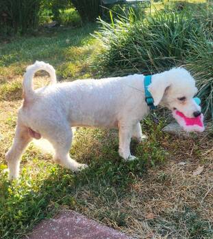 Roller -  Bichon Frise Dog for Adoption - Roller | PetCurious