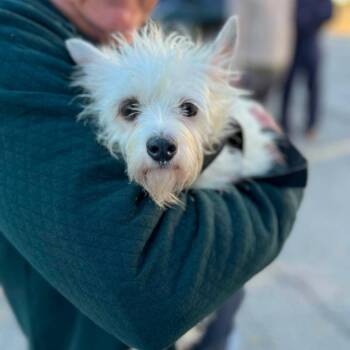 Winnie -  Terrier and Mixed Breed Dog for Adoption in Campton Hills, Illinois - Winnie | PetCurious