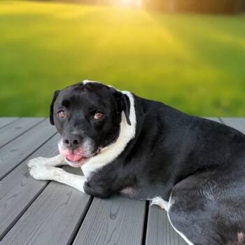 Rescue Mixed Breed Dogs for Adoption in Cumberland, Maryland - Max | PetCurious