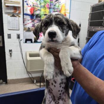 Fran -  Mixed Breed Dog for Adoption in Ardmore, Oklahoma - Fran | PetCurious