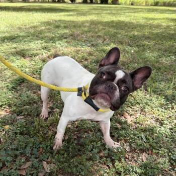 Rhinoplasty -  French Bulldog Dog for Adoption in Carencro, Louisiana - Rhinoplasty | PetCurious