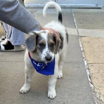 Phoenix Wright -  Australian Shepherd and Mixed Breed Dog for Adoption in Raleigh, North Carolina - Phoenix Wright | PetCurious