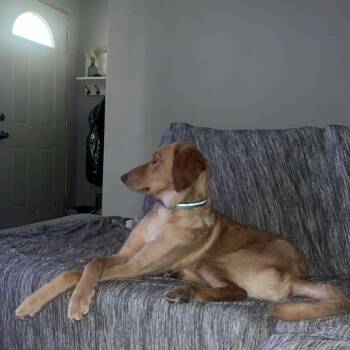 Rescue Labrador Retriever and Mixed Breed Dogs for Adoption in Fargo, North Dakota - Simba | PetCurious