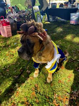 Mowgli -  Mastiff Dog for Adoption in Akron, Ohio - Mowgli | PetCurious