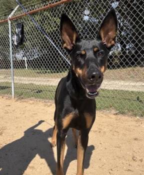 Doberman Pinscher and Mixed Breed Dogs Available for Adoption - ANUBIS | PetCurious