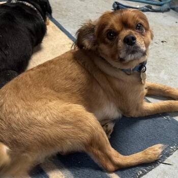 Elvis -  Pomeranian and Cavalier King Charles Spaniel Dog for Adoption in Grinnell, Iowa - Elvis | PetCurious