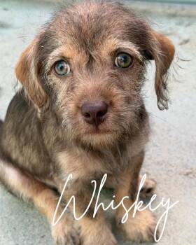 Whiskey -  Miniature Schnauzer and Chihuahua Dog for Adoption in Herald, California - Whiskey | PetCurious