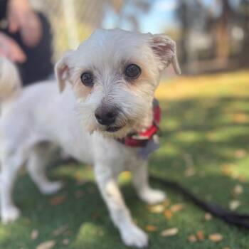 Havanese Dogs Available for Adoption - Hope | PetCurious