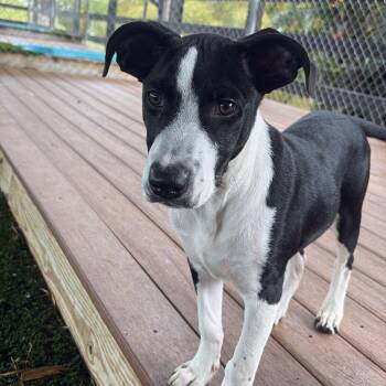 Mixed Breed Dogs Available for Adoption in New York, New York - Rudolph | PetCurious