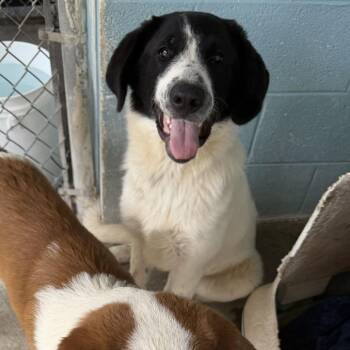 Sam -  Mixed Breed Dog for Adoption in Jefferson City, Tennessee - Sam | PetCurious
