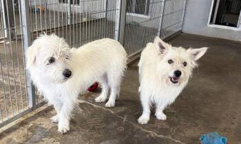 Cobalt and Opal -  Terrier Dog for Adoption in Canutillo, Texas - Cobalt And Opal | PetCurious