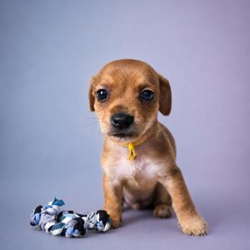 Helga (Yellow Collar) -  Miniature Dachshund and Chihuahua Dog for Adoption in Newport, Tennessee - Helga (Yellow Collar) | PetCurious