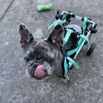 Wheelamina -  French Bulldog Dog for Adoption in Sacramento, California - Wheelamina | PetCurious