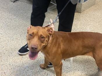 FELICITY -  Terrier Dog for Adoption in Doral, Florida - FELICITY | PetCurious