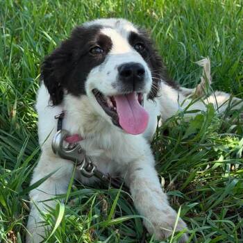 Emerson -  Mixed Breed Dog for Adoption in Buffalo, Minnesota - Emerson | PetCurious
