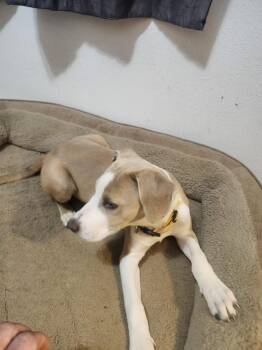 JOEY -  Pit Bull Terrier Dog for Adoption in Broomfield, Colorado - JOEY | PetCurious