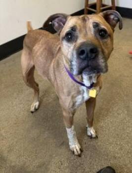 Brulee -  Boxer Dog Available for Adoption in Cleveland, Ohio - Brulee | PetCurious