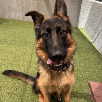 Athena -  German Shepherd Dog and Mixed Breed Dog for Adoption in Merriam, Kansas - Athena | PetCurious