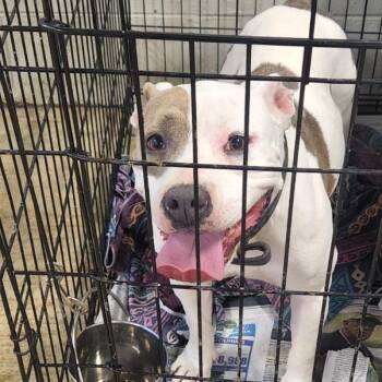 Pit Bull Terrier Dogs Available for Adoption - Missy - 102804T | PetCurious