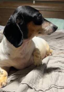 Sammie -  Dachshund Dog for Adoption in Wekiwa Springs, Florida - Sammie | PetCurious