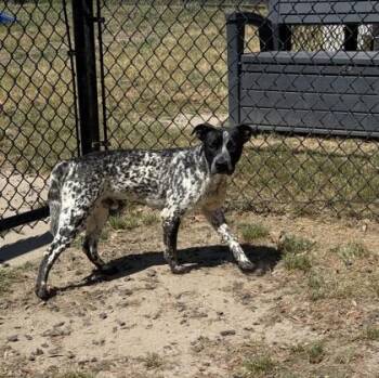 Pointer and Pit Bull Terrier Dogs Available for Adoption in Conway, South Carolina - Thunder | PetCurious