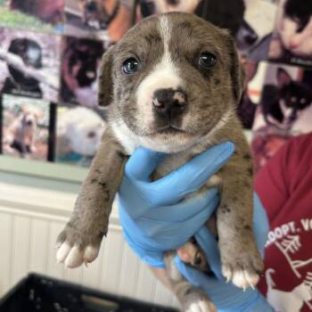 Lisa -  Mixed Breed Dog for Adoption in Waynesville, North Carolina - Lisa | PetCurious