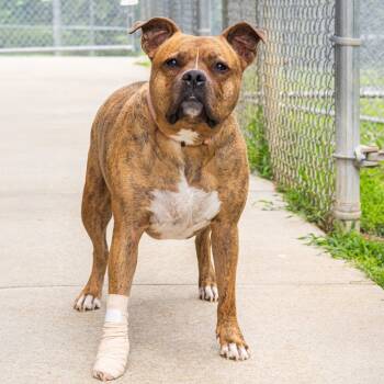 Rescue Boxer and Mixed Breed Dogs for Adoption - Zeus | PetCurious