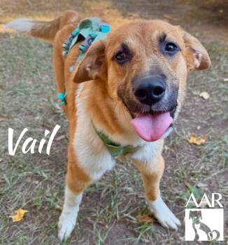 Labrador Retriever Dogs Available for Adoption in Magnolia, Texas - Vail | PetCurious