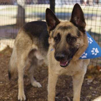 German Shepherd Dog Dogs Available for Adoption - BOOMER | PetCurious