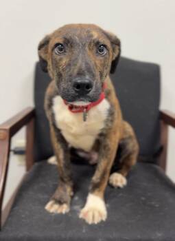 Oak -  Mixed Breed Dog for Adoption in Bemidji, Minnesota - Oak | PetCurious