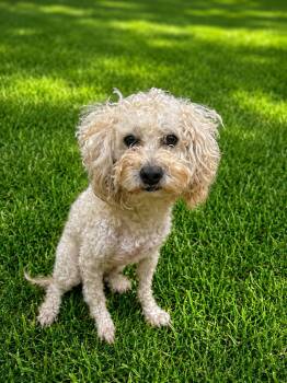 Lucki 0198 -  Shih Tzu Dog for Adoption in Waldorf, Maryland - Lucki 0198 | PetCurious