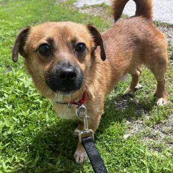 Cinnamon -  Mixed Breed Dog Available for Adoption in Oak Park, Illinois - Cinnamon | PetCurious