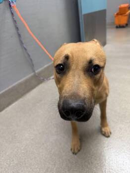 SANGRIA -  German Shepherd Dog and Pit Bull Terrier Dog for Adoption in Las Vegas, Nevada - SANGRIA | PetCurious