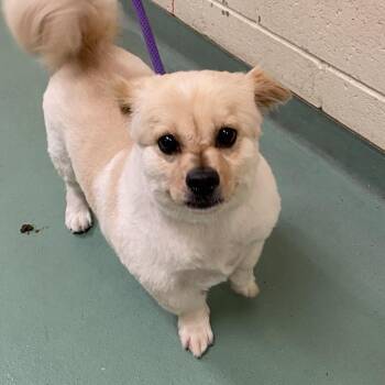 Kasper -  Mixed Breed Dog for Adoption in Memphis, Tennessee - Kasper | PetCurious