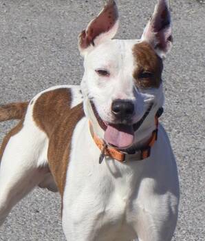 Boss -  Pit Bull Terrier Dog for Adoption in Hollister, Missouri - Boss | PetCurious